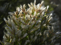 Baccharis sarothroides