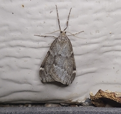 Alsophila pometaria