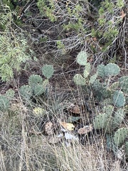 Opuntia orbiculata