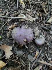 Cortinarius violaceus