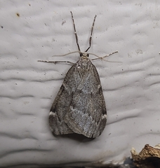 Alsophila pometaria
