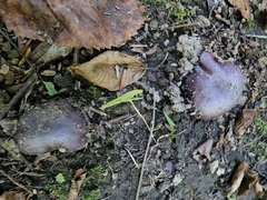 Cortinarius violaceus