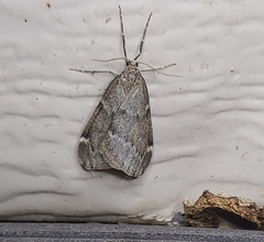 Alsophila pometaria