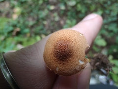 Lepiota boudieri