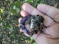 Cortinarius violaceus