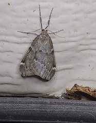 Alsophila pometaria