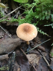 Lepiota boudieri