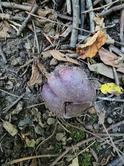 Cortinarius violaceus