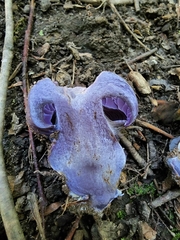 Cortinarius violaceus