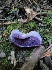 Cortinarius violaceus