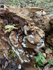 Ceratiomyxa fruticulosa