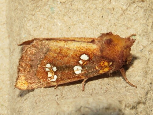 Mayapple Borer Moth