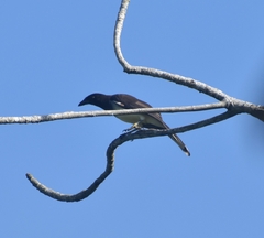 Psilorhinus morio