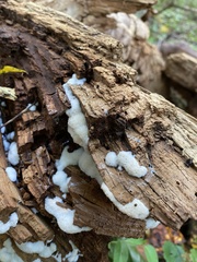 Ceratiomyxa fruticulosa