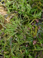 Ranunculus longirostris