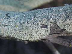 Flavoparmelia subcapitata