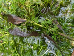 Ranunculus longirostris