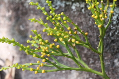 Psilotum nudum