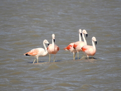 Phoenicopterus chilensis