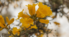Handroanthus umbellatus
