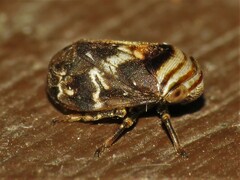 Clastoptera obtusa