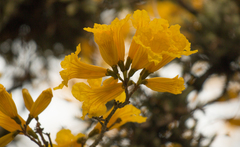 Handroanthus umbellatus
