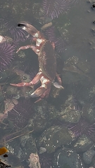 Romaleon antennarium