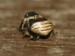 Clastoptera obtusa
