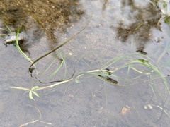 Zannichellia palustris