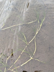 Zannichellia palustris