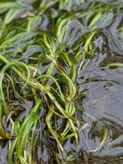 Zannichellia palustris