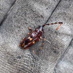 Dendrobias mandibularis