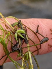 Zannichellia palustris