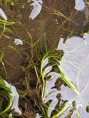 Zannichellia palustris