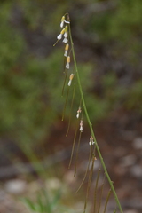 Boechera retrofracta