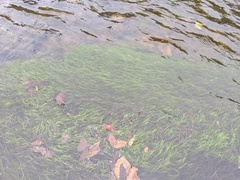 Zannichellia palustris