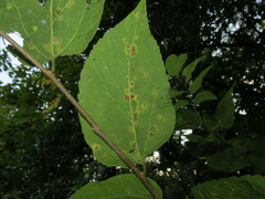 Pachypsylla celtidisvesicula