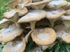 Desarmillaria caespitosa