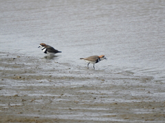 Charadrius falklandicus