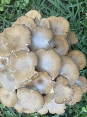Desarmillaria caespitosa