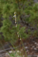 Boechera retrofracta