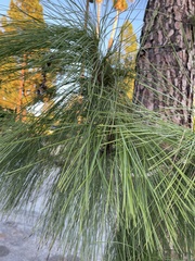 Pinus canariensis