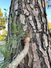 Pinus canariensis