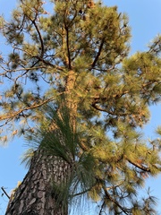 Pinus canariensis