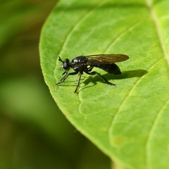 Laphria canis