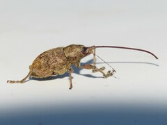 Curculio proboscideus