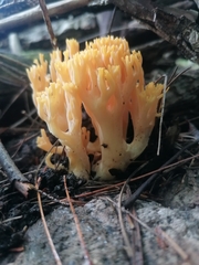 Ramaria