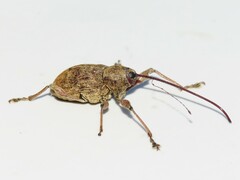 Curculio proboscideus