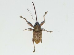 Curculio proboscideus