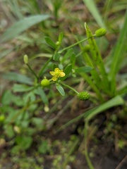 Ranunculus sceleratus